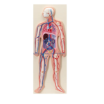 Human Circulatory System Model